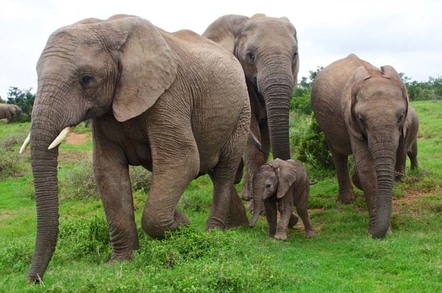 Close up of elephant family, including cute calf. Photo by Shutterstock
