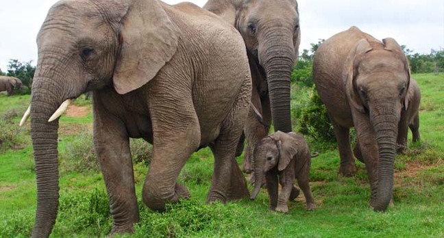 Close up of elephant family, including cute calf. Photo by Shutterstock
