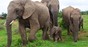 Close up of elephant family, including cute calf. Photo by Shutterstock