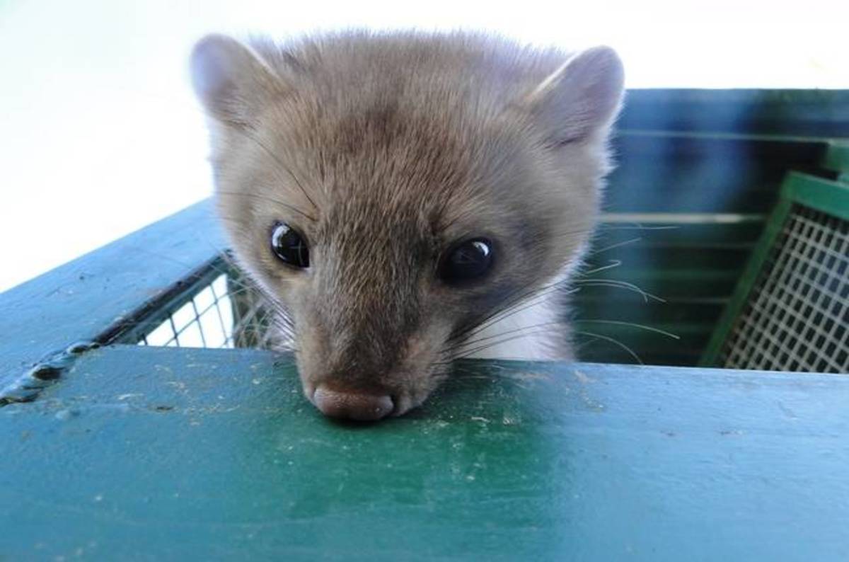 Pop goes the weasel! Large Hadron Collider blown up by critter chomping 66kV cable