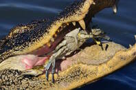 Aligator eating a crab
