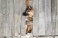 Dog and fence, mage via Shutterstock