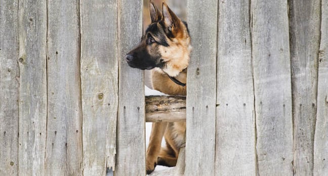 Dog and fence, mage via Shutterstock