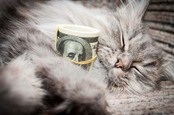 Tabby cat cuddles roll of one-hundred dollar bills. Photo by Shutterstock