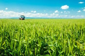 Tractor sprays wheat crops under a blue sky. Photo by Shutterstock