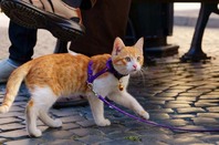 A ginger tabby cat is walked on a leash over cobblestones. Photo by Shutterstock
