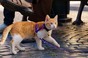 A ginger tabby cat is walked on a leash over cobblestones. Photo by Shutterstock