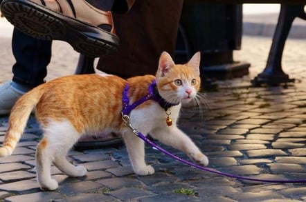 A ginger tabby cat is walked on a leash over cobblestones. Photo by Shutterstock