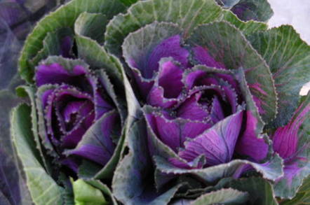 Kale by Clyde Robinson, Flickr, CC2.0 license