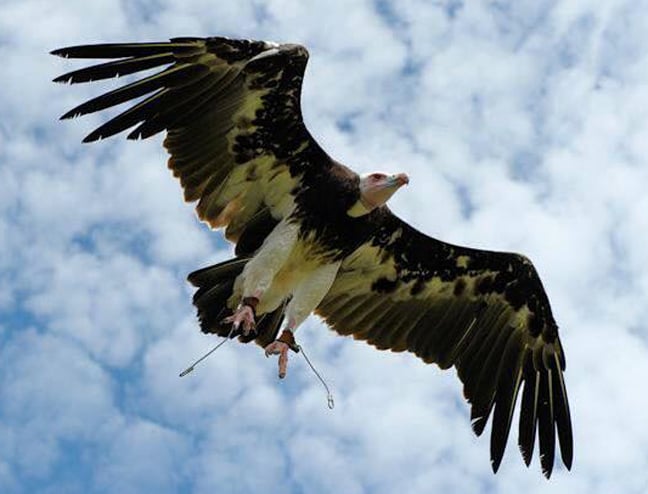 Arthur the vulture. Pic: Birds of Prey Displays
