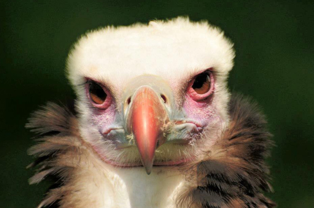 Gay Dutch vultures become dads
