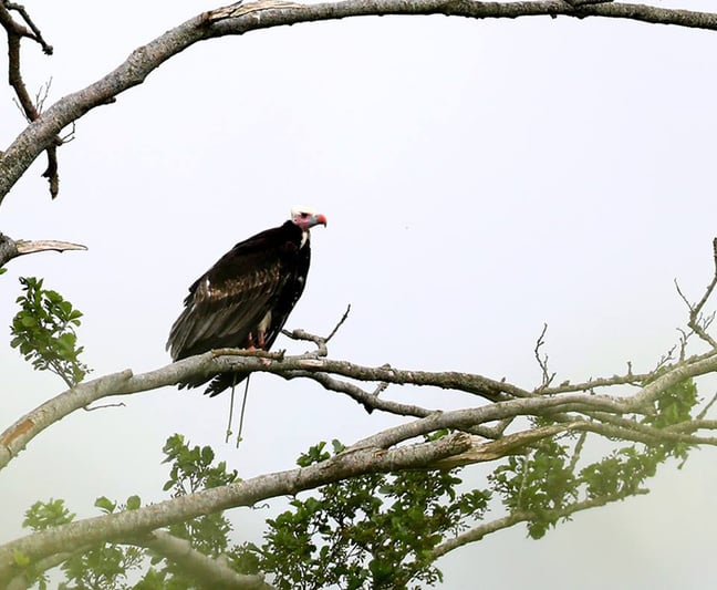 Arthur the vulture in a tree at Royal Naval Air Station Yeovilton