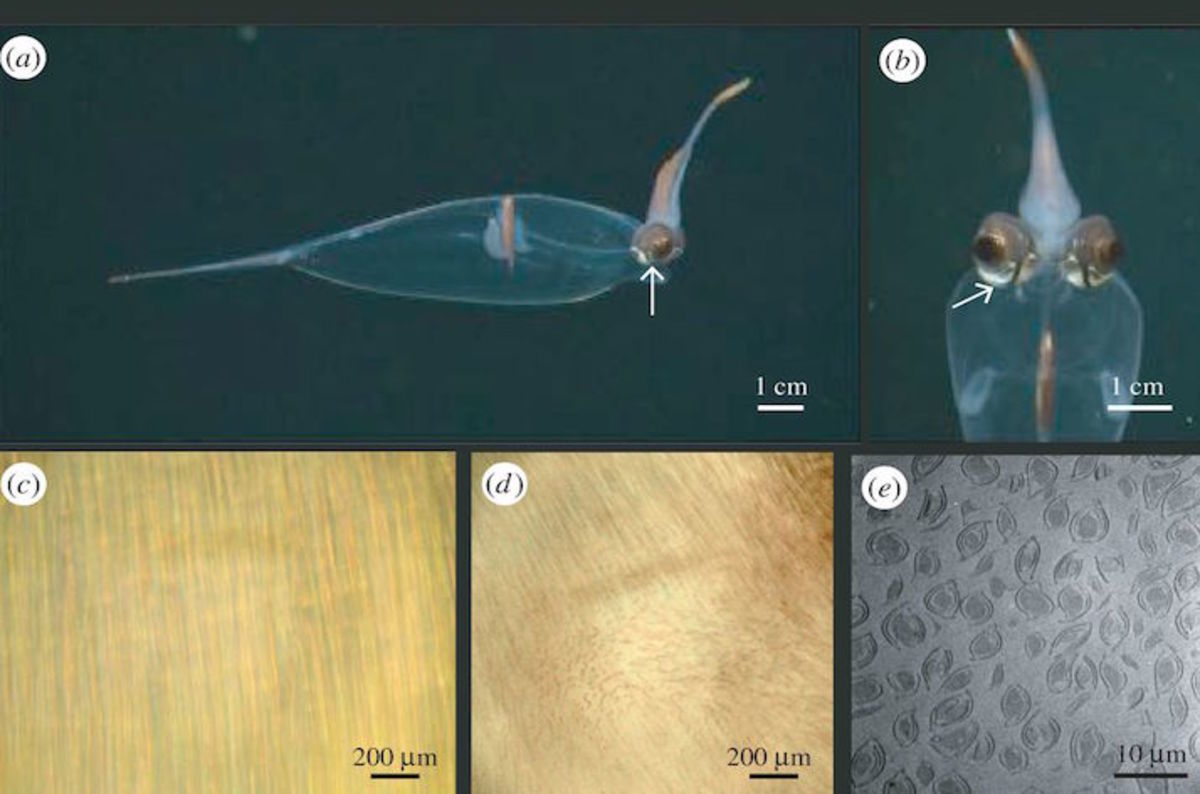 Fiber optic cables prove eyes of glass squids are like invisibility cloaks