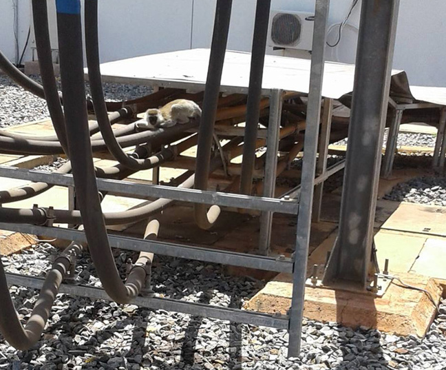 The monkey pictured at Gitaru Power Station. Pic: KenGen