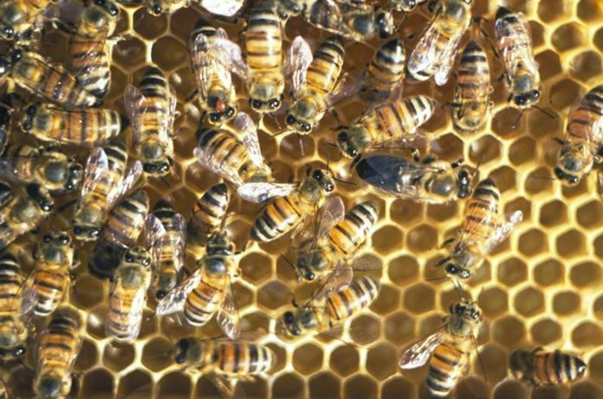 Study of asexually reproducing honeybee ponders: But why ...