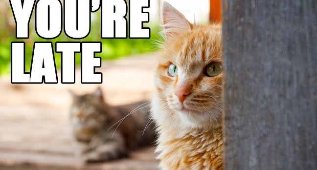 CAT TELLS OWNER THEY'RE LATE. PHOTO BY SHUTTERSTOCK