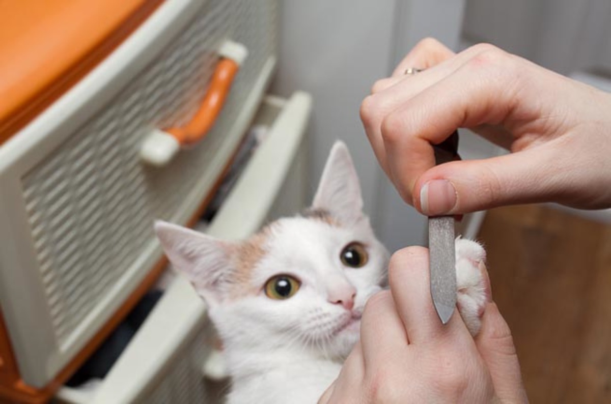 You lucky creatures! Mammals only JUUUST survived asteroid that killed dinosaurs