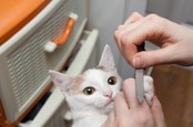 A cat has her nails filed by her owner. Pic by Shutterstock
