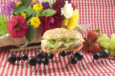Ants steal ham croissant from picnic. Photo by Shutterstock