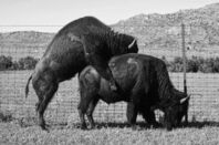 Two buffalos mating in the Oklahoma plains in the springtime
