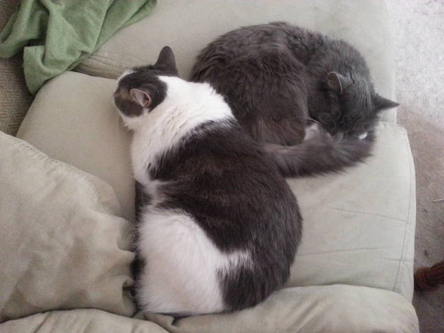Paradox and Prometheus two cats sleeping Paradox and Prometheus two cats sleeping