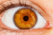 Human iris. Photo by SHutterstock