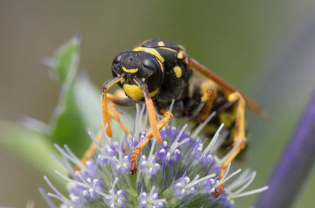 Polistes dominulus, the paper wasp, sits on a purple flower. Photo by Shutterstock
