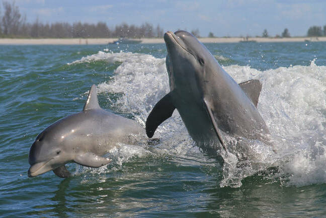 Dolphins swimming