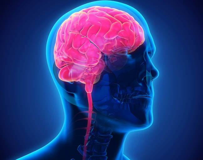 Brain illustration. via Shutterstock