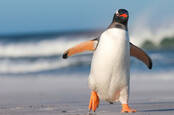 A penguin running on the beach