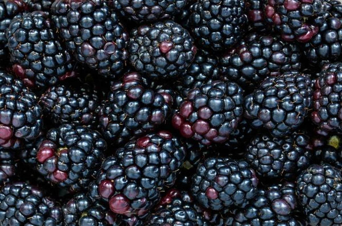 cirkul blackberry