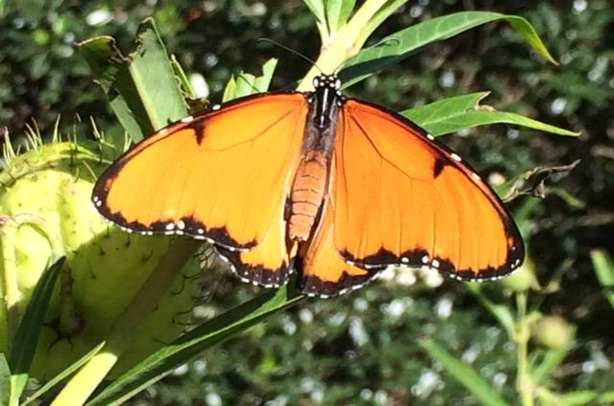 Microbe drives tropical butterfly species to a male-killing frenzy