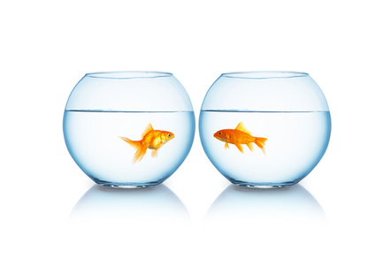Goldfish, image via shutterstock