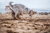 a HUSKY DOG DIGS A HOLE ON THE BEACH. pHOTO BY shUTTERSTOCK
