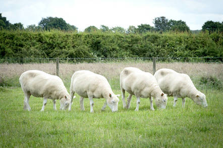 Dolly sheep. Photo courtesy University of Nottingham
