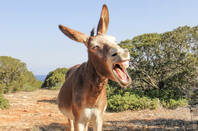 A donkey