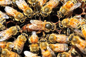 Bees surround queen bee