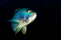 image by Leonardo Gonzalez http://www.shutterstock.com/gallery-650461p1.html