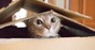 Cat peeks outside cardboard box. Photo by shuttertsock