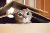 Cat peeks outside cardboard box. Photo by shuttertsock