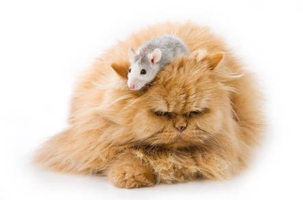 Cat and mouse