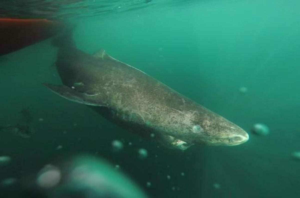 More gums than Jaws: Greenland super-sharks live past 400 years old