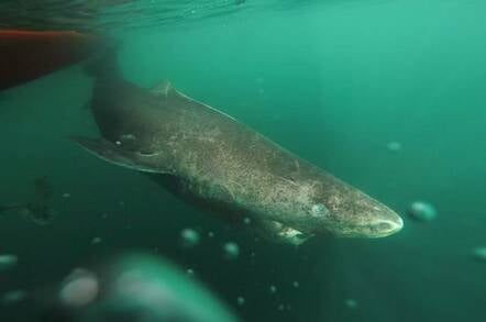 Greenland shark