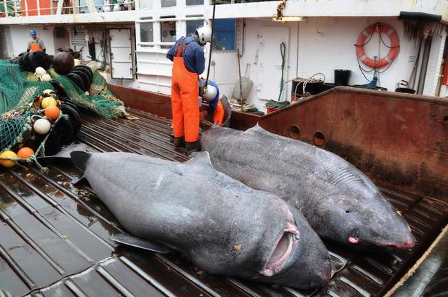 Greenland sharks caught