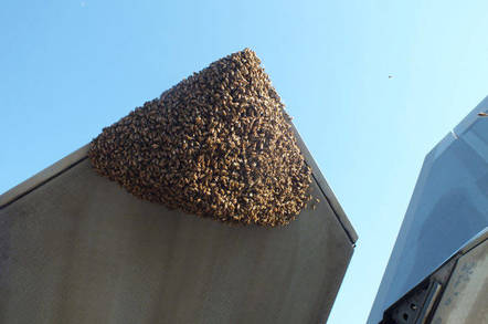 Bees infest an F-22 raptor
