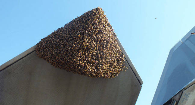 Bees infest an F-22 raptor