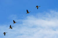 Migrating birds in the cloud