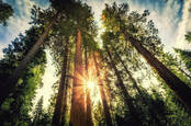 a canopy of tall trees in a clump in a forest, sunlight streaming through, viewed from below