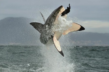 Shark surfaces above water with prey in his teeth, Photo by Shutterstock
