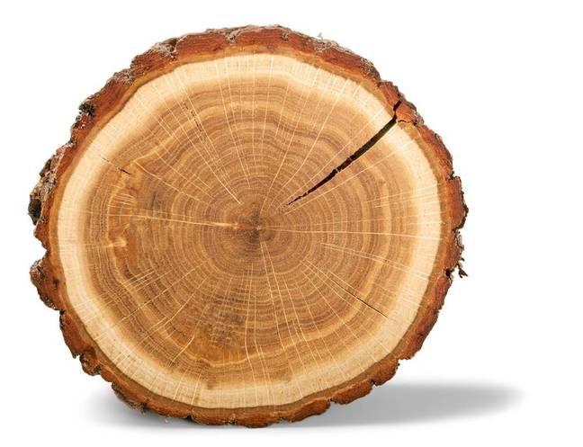 Ancient radioactive tree rings could rip up the history books • The
